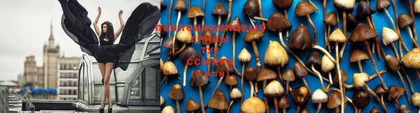 прущие крисы Михайлов